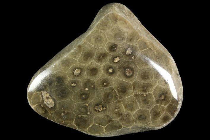 Polished Petoskey Stone (Fossil Coral) - Michigan #156136